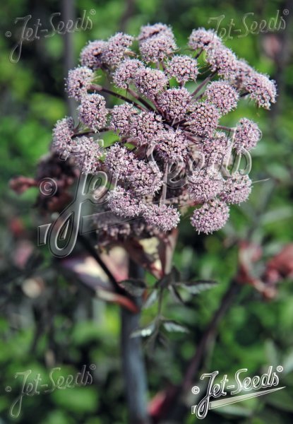 Angelica sylvestris ‘Ebony’